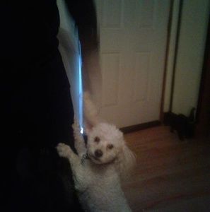 Meet your Posher, Albert